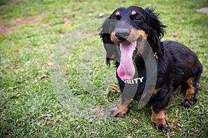 Dachshund with a Mission