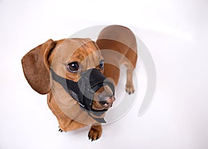 Dachshund in muzzle is angry