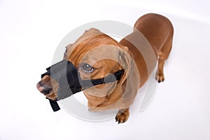 Dachshund in muzzle is angry photo