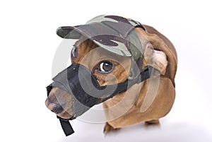 Dachshund in muzzle and peaked cap is angry