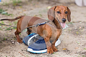 Dachshund near sport shoes