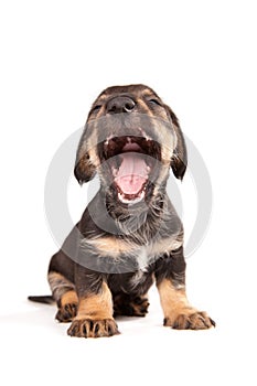 Dachshund with open jaws photo