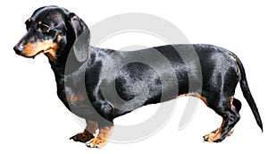 Dachshund over white