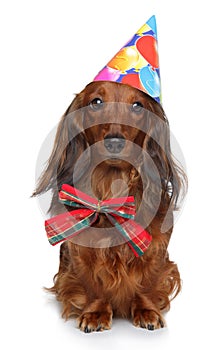 Dachshund in party hat on a white background