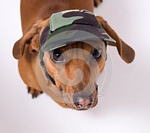 Dachshund in peaked cap