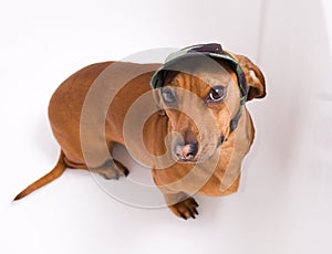 Dachshund in peaked cap