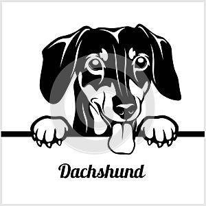 Dachshund - Peeking Dogs - - breed face head isolated on white