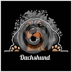 Dachshund - Peeking Dogs - color breed face head isolated on black