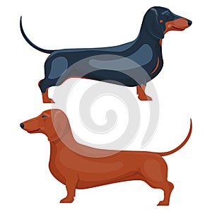dachshund pet illustration isolated on white background