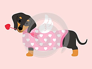 Dachshund in pink sweater with wings costume holds arrow in the mouth cartoon illustration