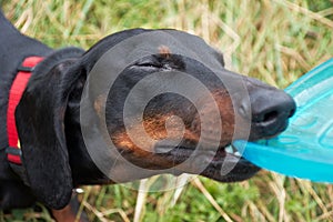 Dachshund playing with blue disk