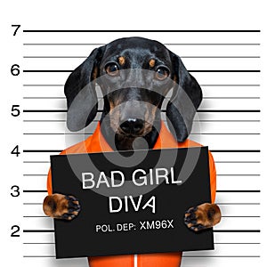 Dachshund police mugshot