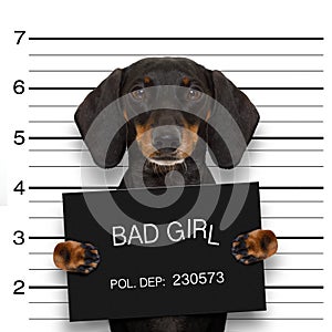 Dachshund police mugshot