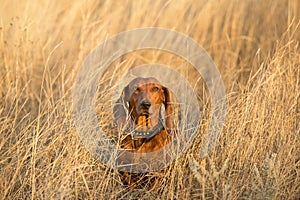 Dachshund portrait in autumn field