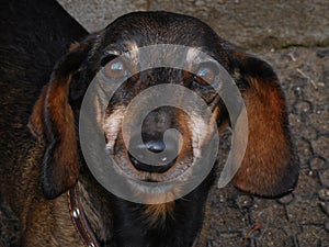 Dachshund. Portrait of a dog