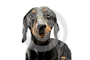 Dachshund portrait in white studio