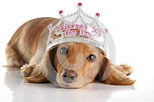 Dachshund princess