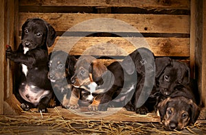 Dachshund puppies 3 weeks old