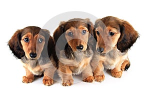 Dachshund puppies