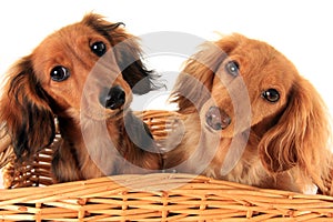 Dachshund puppies