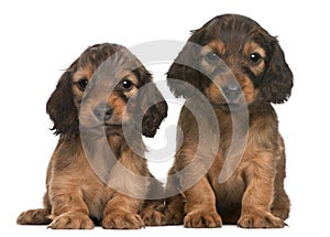 Dachshund puppies, 5 weeks old, sitting