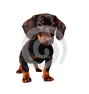 Dachshund puppy