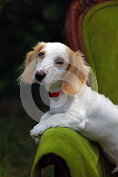 Dachshund puppy