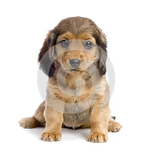 Dachshund puppy