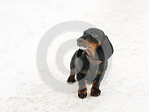 Dachshund puppy, 3 months old