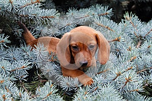 Dachshund puppy