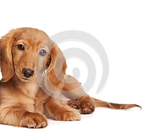 Dachshund puppy