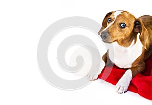 A dachshund puppy