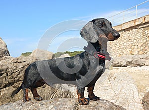 Dachshund puppy, 9 months old, on stone