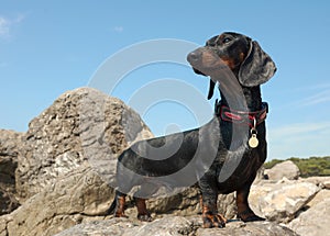 Dachshund puppy, 9 months old, on stone