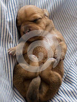 Dachshund puppy