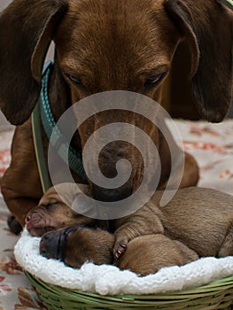 Dachshund puppy