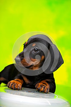 Dachshund puppy baby dog Frisbee in studio quality