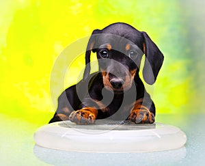 Dachshund puppy baby dog Frisbee in studio quality