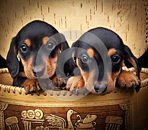 Dachshund puppy baby dog in studio quality