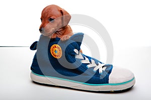 Dachshund puppy baby dog in studio quality sport boot