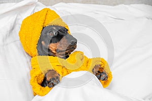 Dachshund puppy in bathrobe and with towel wrapped around head like turban is lying in bed under duvet. Dog is waiting