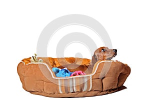 Dachshund puppy in bed