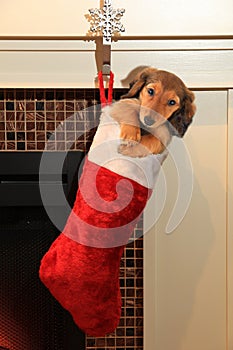 Dachshund puppy in christmas stocking.