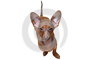 Dachshund puppy close up. Pet. Cute dog isolate