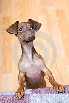 Dachshund puppy close up. Pet. Cute dog isolate