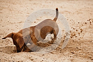 Dachshund puppy is digging hole on beach sand