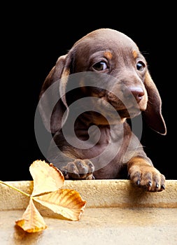 Dachshund puppy dog in the autumn garden