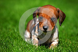 Dachshund Puppy dog autumn season garden