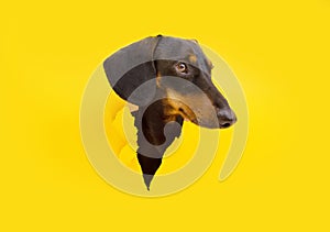 Dachshund puppy dog through a hole looking head side on a yellow torn paper background