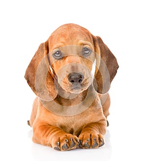 Dachshund puppy dog lying in front view. isolated on white background